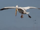 frieda 020 (2)  White Pelican hunting : frieda